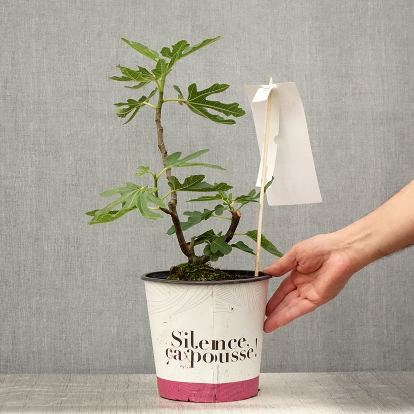 Spécimen de Figuier Bornholm's Diamant - Ficus carica Pot de 4L/5L, Touffe tel que livré en été