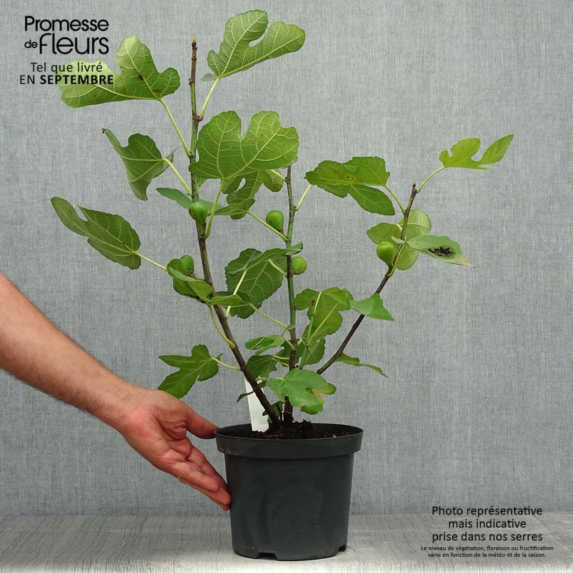 Spécimen de Figuier Carica Portogallo - Figuier long du Portugal Pot de 2L/3L tel que livré en automne