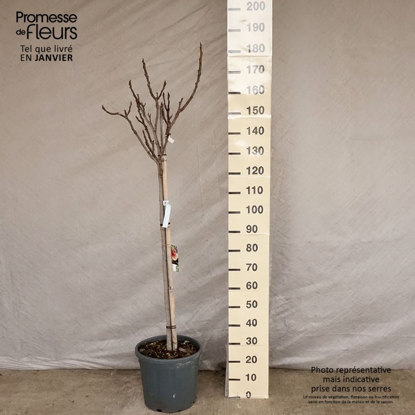 Spécimen de Figuier Marseillaise - Ficus carica    Pot de 18L/20L, Demi-TigeHauteur livrée env. 150/200cm tel que livré en hiver