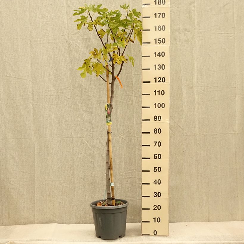 Spécimen de Figuier - Ficus carica Grise De Tarascon Pot de 12L/15L, Demi-Tige tel que livré en automne