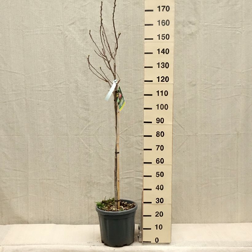 Spécimen de Figuier - Ficus carica Grise De Tarascon Demi-tige en pot de 12L/15L tel que livré au printemps