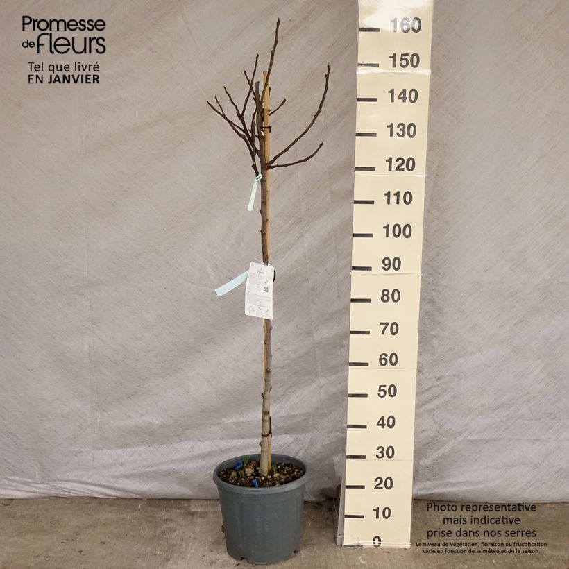 Spécimen de Figuier - Ficus carica Osborn's Prolific Pot de 12L/15L, Demi-TigeHauteur livrée env. 125/150cm tel que livré en hiver