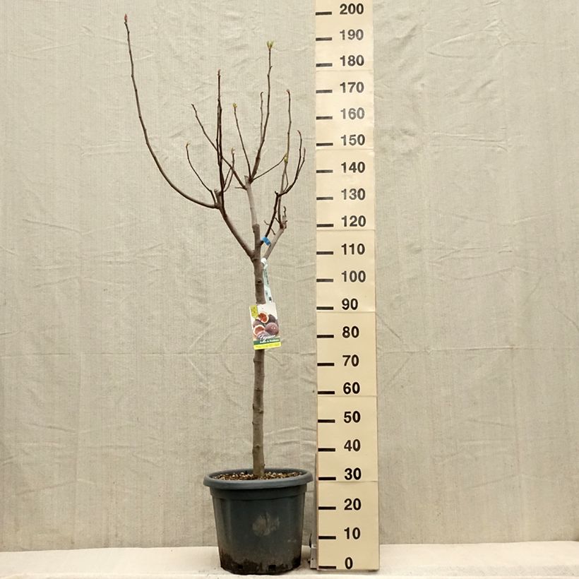 Spécimen de Figuier Ronde De Bordeaux - Ficus carica Pot de 7.5L/10L, Demi-TigeHauteur livrée env. 125/150cm tel que livré au printemps