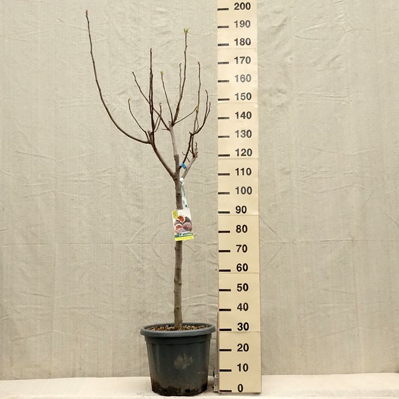 Spécimen de Figuier Ronde De Bordeaux - Ficus carica tel que livré au printemps
