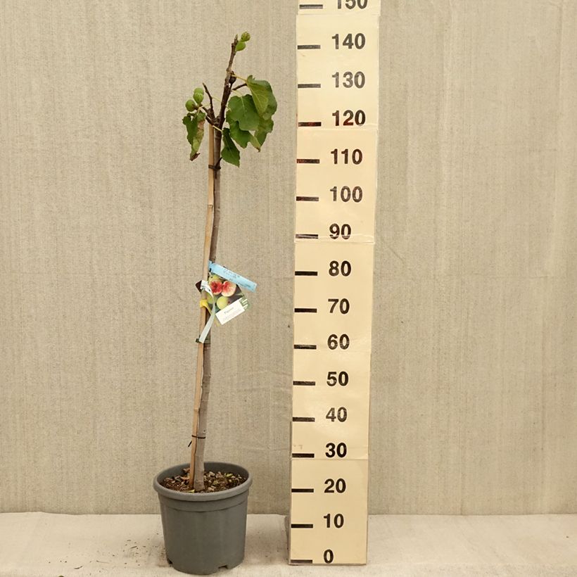 Spécimen de Figuier - Ficus carica Sucre Vert Pot de 12L/15L, Demi-Tige tel que livré en automne