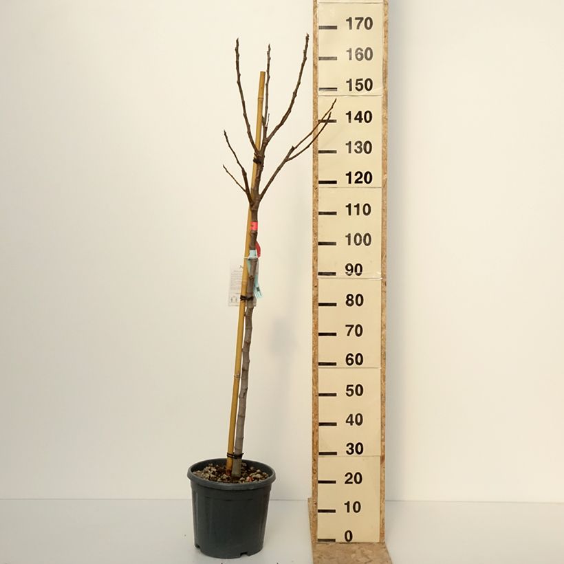 Spécimen de Figuier - Ficus carica Sucre Vert Pot de 12L/15L tel que livré en hiver