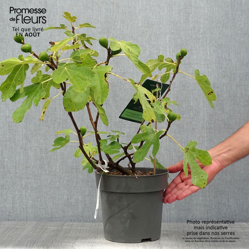 Spécimen de Figuier Firoma - Ficus carica Pot de 2L/3L, Touffe tel que livré en été