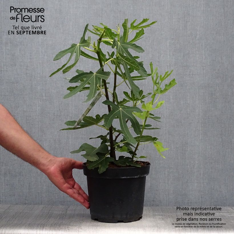 Spécimen de Figuier Goutte d'Or Pot de 3L/4L, Buisson tel que livré en automne
