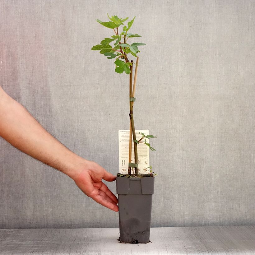 Spécimen de Figuier Gustissimo Perretta - Ficus carica Pot de 2L/3L, Buisson tel que livré en été