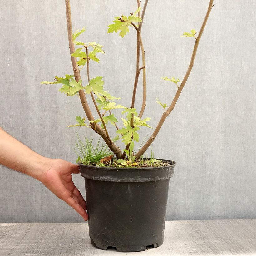 Spécimen de Figuier Icecrystal  Pot de 7,5L/10L, Buisson tel que livré en été
