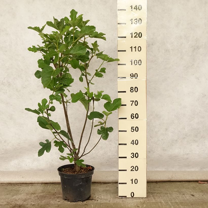 Spécimen de Figuier Jannot - Ficus carica  Pot de 7,5L/10L, Demi-Tige tel que livré en été