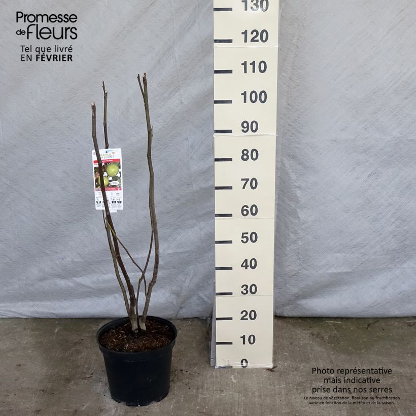 Spécimen de Figuier Jannot - Ficus carica  tel que livré en hiver