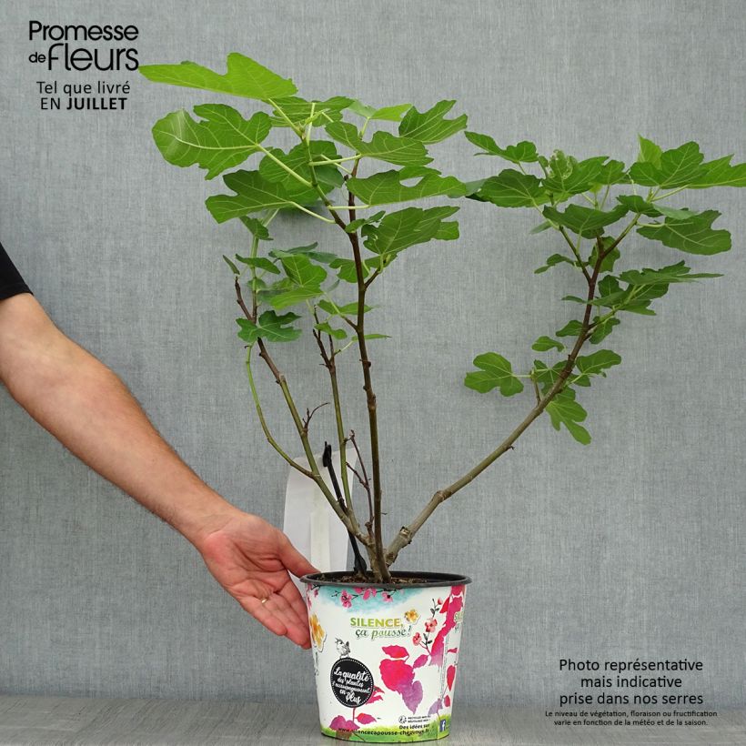 Spécimen de Figuier Jordan - Ficus carica Pot de 4L/5L, Buisson tel que livré en été