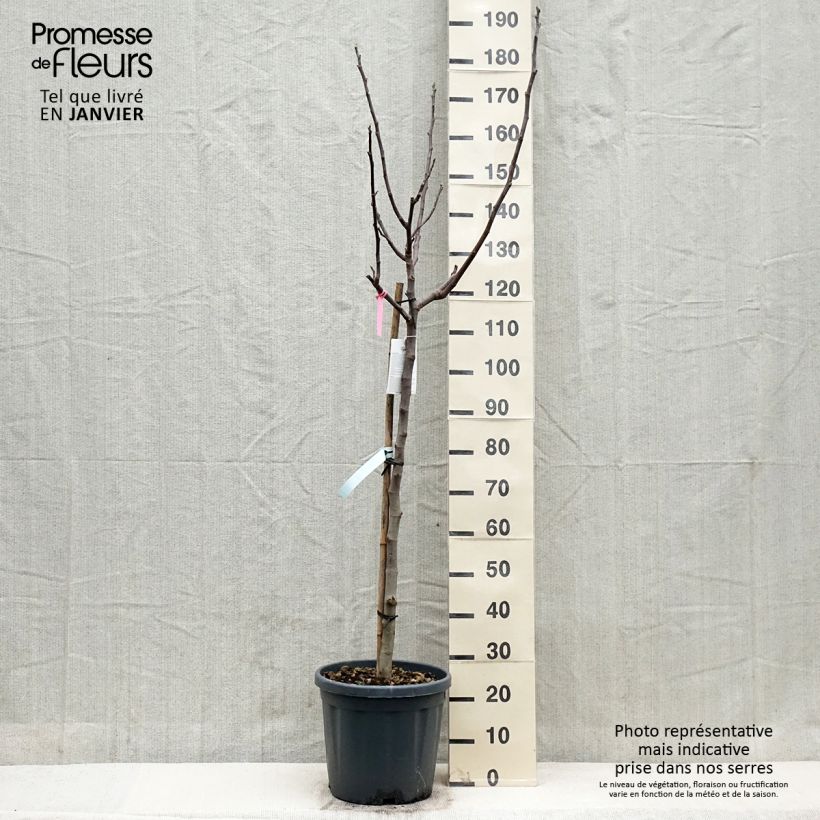 Spécimen de Figuier Longue d'Août Pot de 12L/15L, Demi-Tige tel que livré en hiver