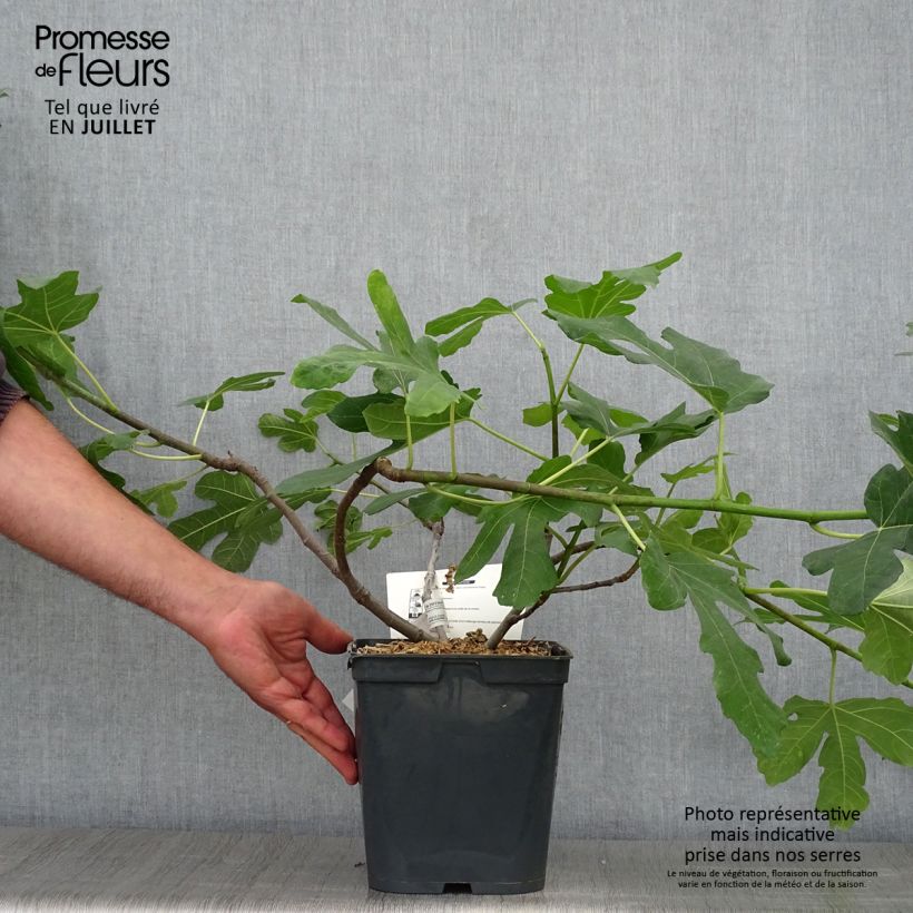 Spécimen de Figuier Marseillaise - Ficus carica    Pot de 4L/5L tel que livré en été
