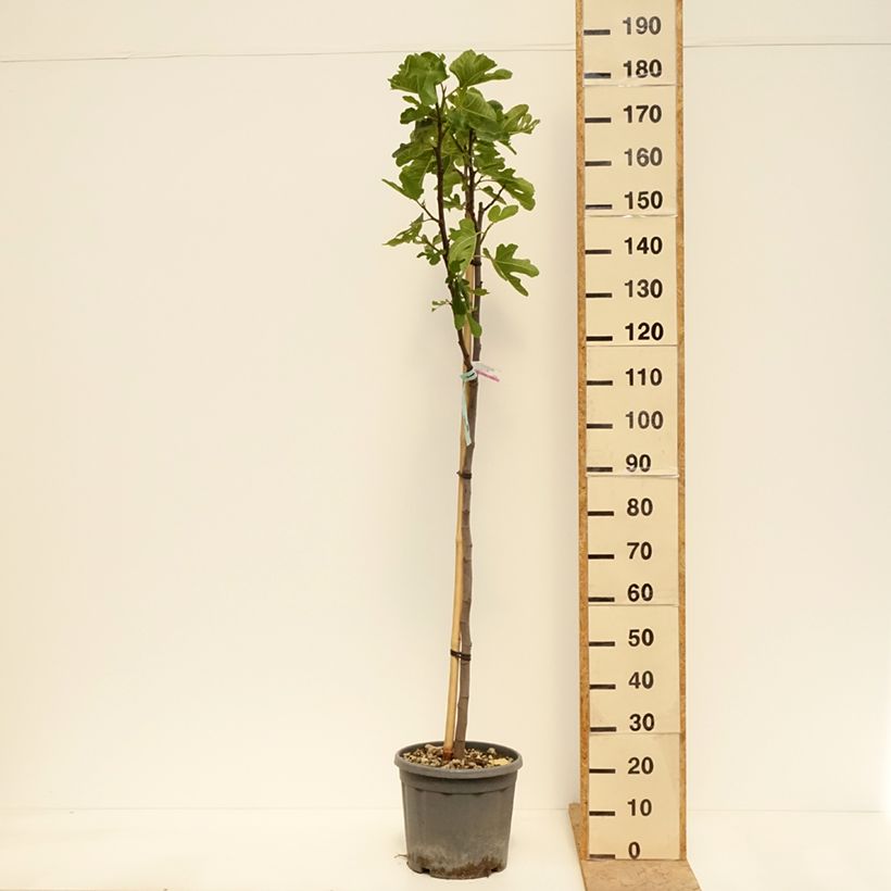 Spécimen de Figuier Marseillaise - Ficus carica    Pot de 18L/20L, Demi-Tige tel que livré au printemps