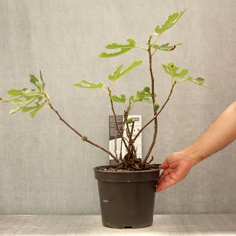Spécimen de Figuier nain Figality - Ficus carica Pot de 7,5L/10L, Buisson tel que livré en été