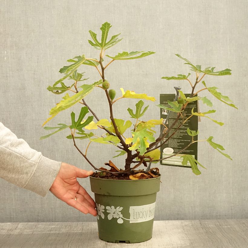 Spécimen de Figuier nain Lucky Berry - Ficus carica Pot de 4L/5L, Touffe tel que livré en automne
