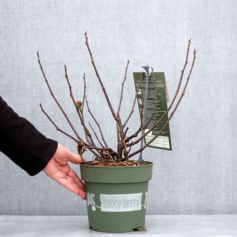 Spécimen de Figuier nain Lucky Berry - Ficus carica - Pot de 4L/5L tel que livré en hiver