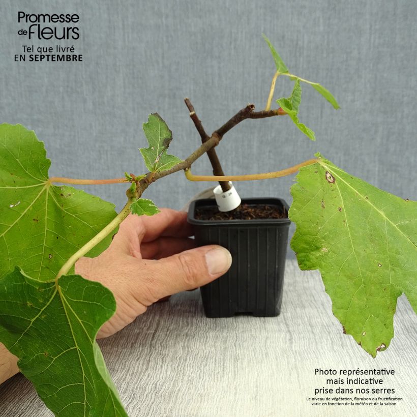 Spécimen de Figuier Noire de Bellone - Ficus carica Godet de 8/9 cm tel que livré en automne