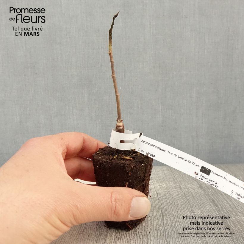 Spécimen de Figuier Noire de Bellone - Ficus carica en godet de 9cm tel que livré au printemps