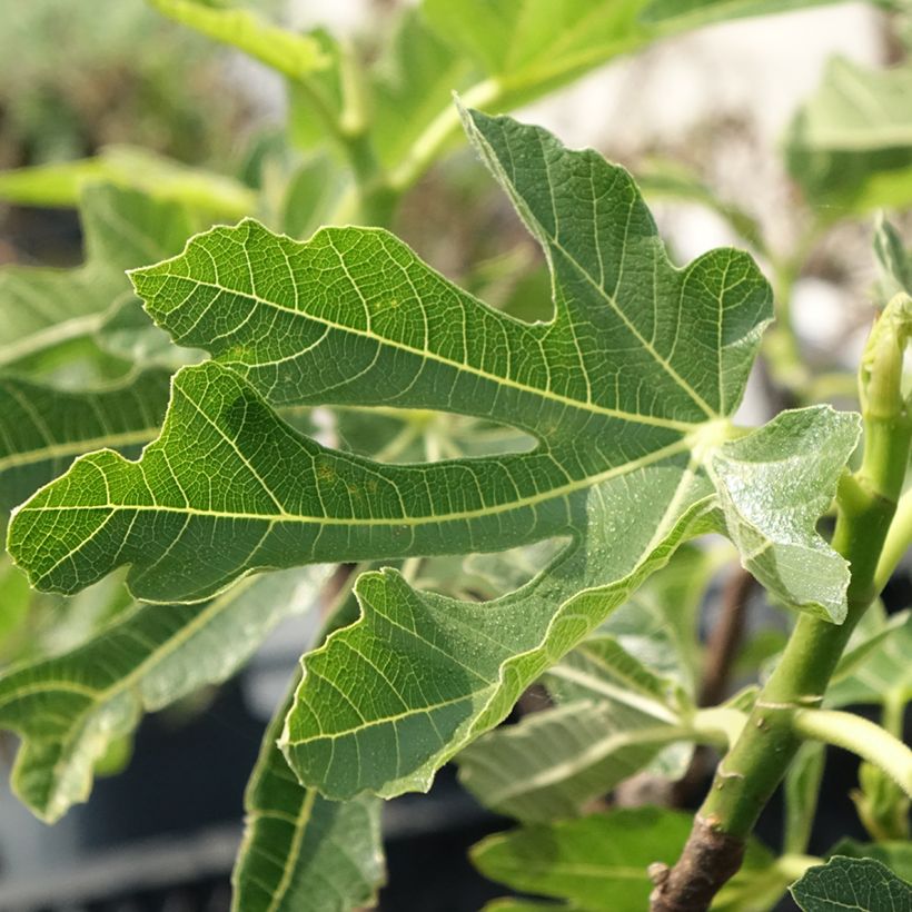Figuier Noire de Bellone - Ficus carica (Feuillage)