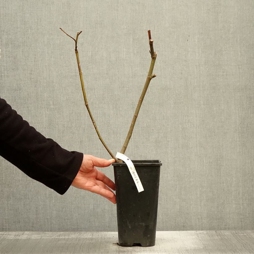 Spécimen de Figuier Noire de Bellone - Ficus carica Pot de 2L/3L, Buisson tel que livré en automne