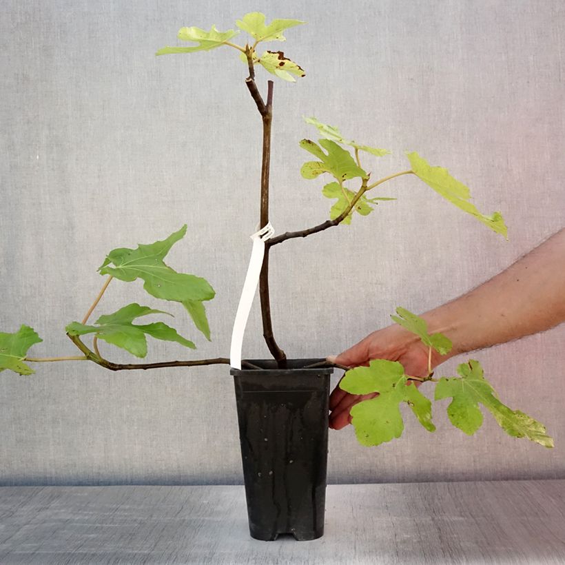 Spécimen de Figuier Noire de Bellone - Ficus carica Pot de 2L/3L, Buisson tel que livré en été