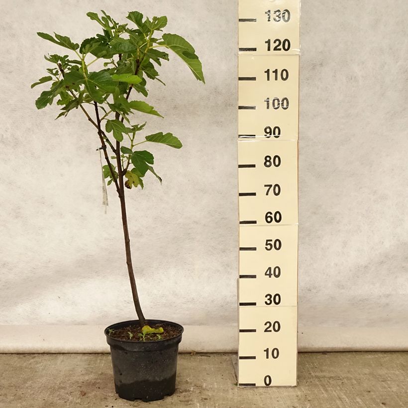 Spécimen de Figuier Panachée Pot de 7,5L/10L, 1/4 de tige tel que livré en été