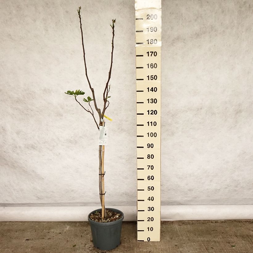 Spécimen de Figuier Rouge de Bordeaux - Pastilière Pot de 12L/15L, Demi-TigeHauteur livrée env. 125/+cm tel que livré au printemps