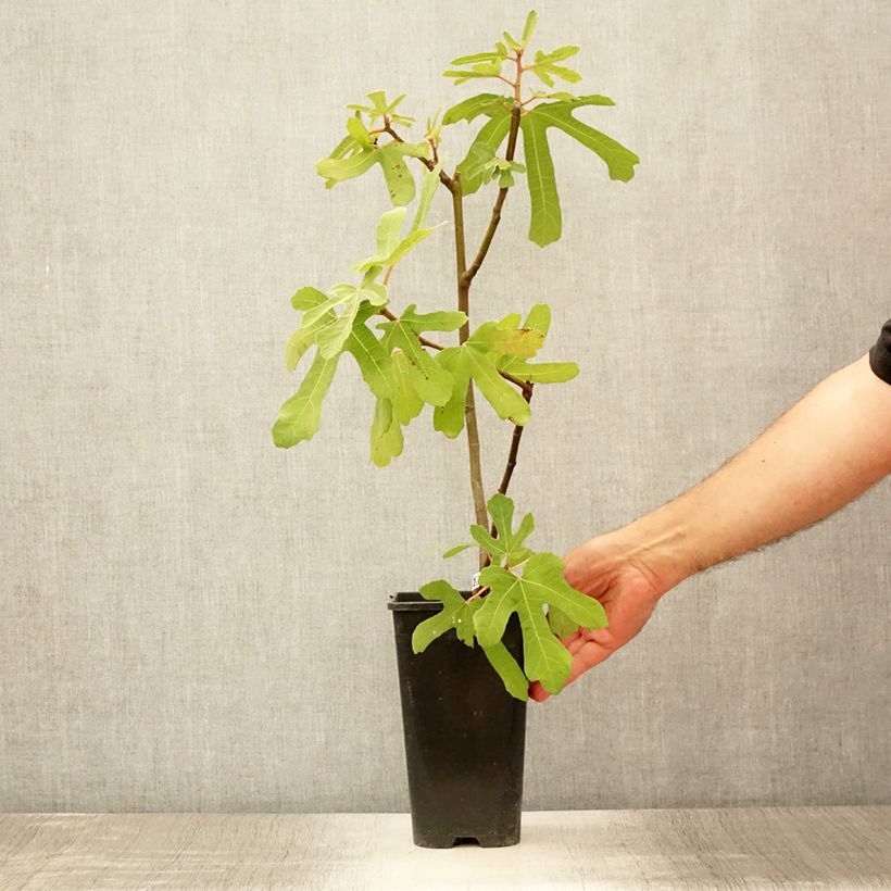Spécimen de Figuier Rouge de Bordeaux - Pastilière Pot de 2L/3L, Buisson tel que livré en été
