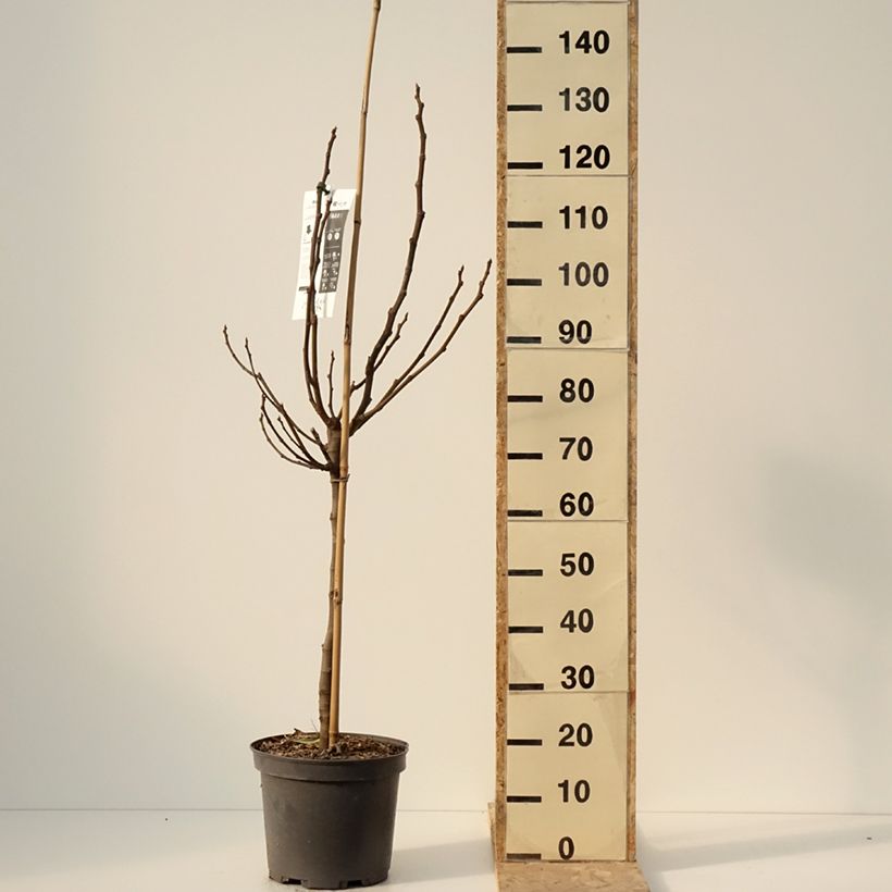 Spécimen de Figuier Rouge de juillet - Ficus carica - Pot de 12L/15L - 1014 tel que livré en hiver