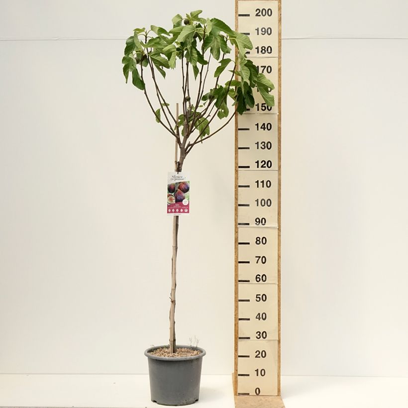 Spécimen de Figuier Rouge de juillet - Ficus carica Pot de 12L/15L, Gobelet tel que livré au printemps