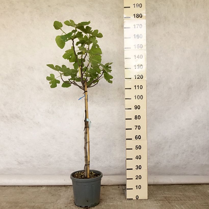 Spécimen de Figuier Violette Dauphine - Ficus carica Pot de 7,5L/10L, Demi-Tige tel que livré en été