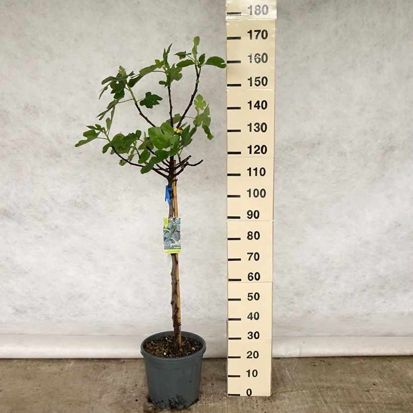 Spécimen de Figuier Violette Dauphine - Ficus carica Pot de 10L, Demi-TigeHauteur livrée env. 140/+cm tel que livré au printemps