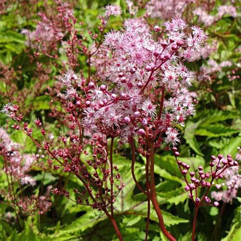 Filipendule hybride Red Umbrellas (Floraison)