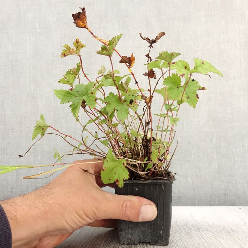 Spécimen de Filipendula Kahome, Reine des prés Godet de 8/9 cm tel que livré en automne