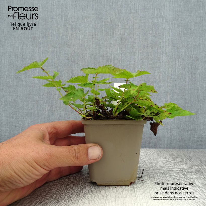 Example of Filipendula Kahome, Reine des Près as you get in ete
