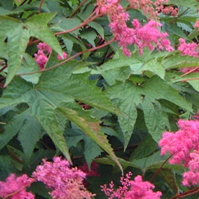 Filipendula purpurea - Reine des Près (Feuillage)