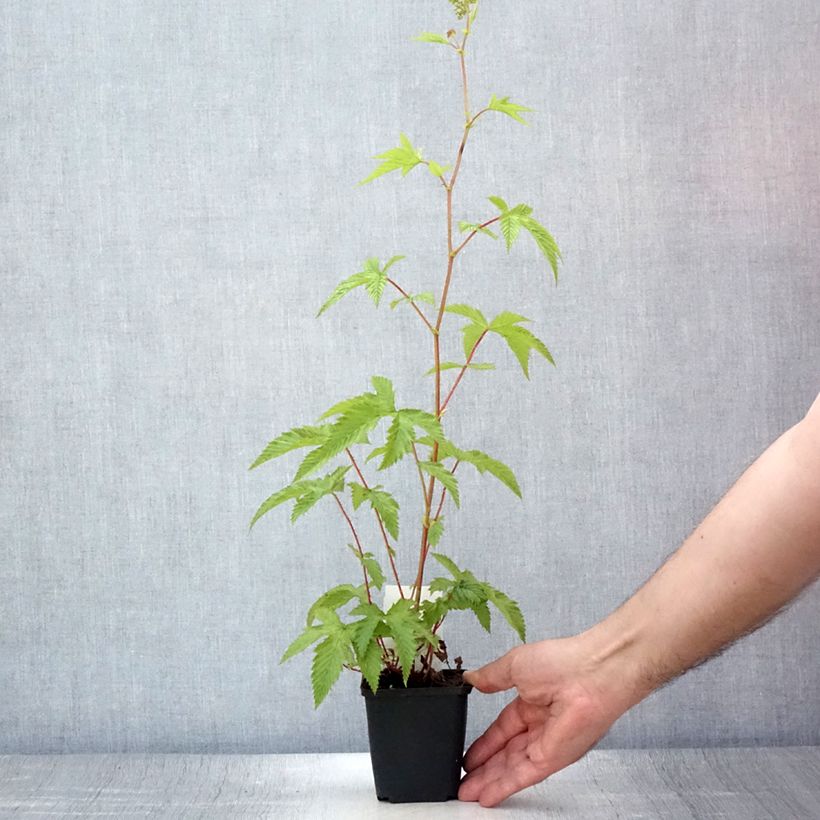 Spécimen de Filipendula purpurea Elegans, Reine des prés Godet de 8/9 cm tel que livré en été