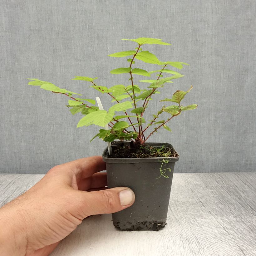 Spécimen de Filipendula ulmaria Rosea - Reine des prés Godet de 8/9 cm tel que livré en été