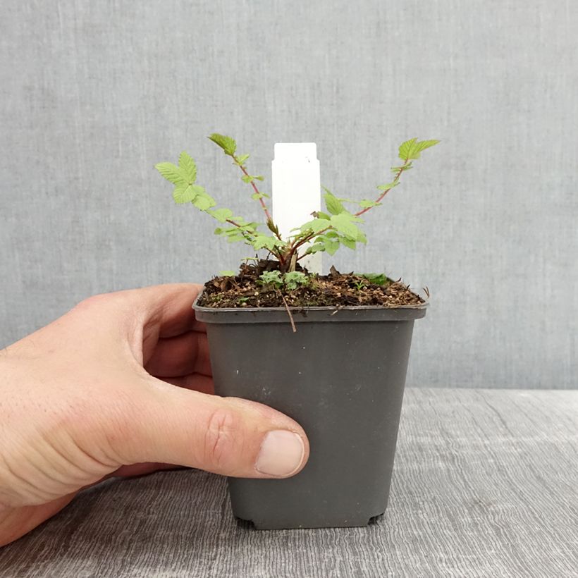 Spécimen de Filipendula ulmaria Rosea - Reine des prés Godet de 8/9 cm tel que livré au printemps