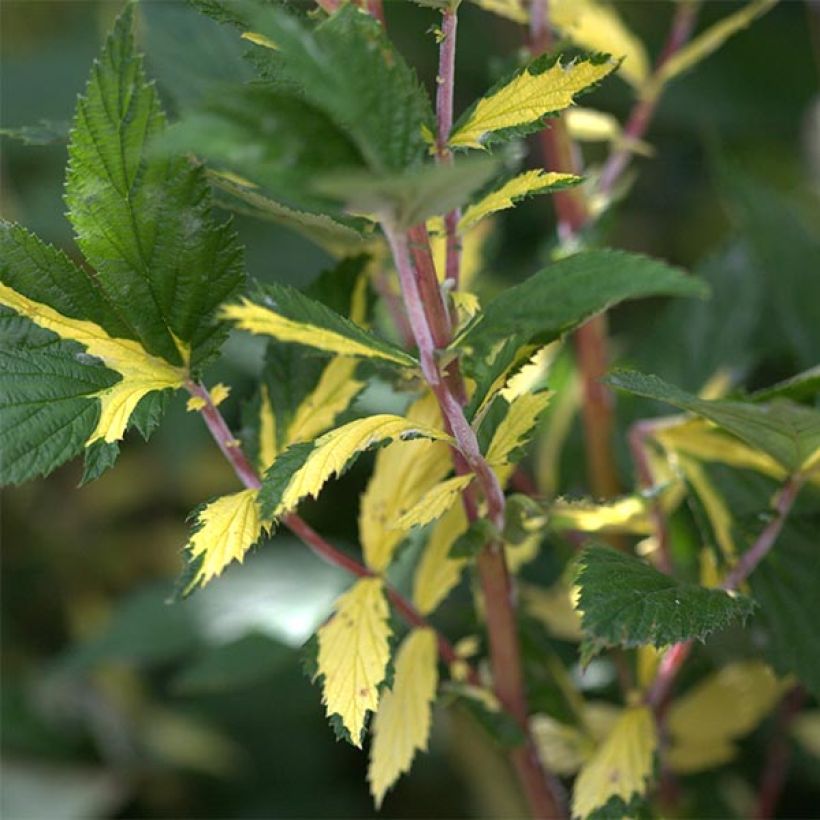 Filipendula ulmaria Variegata - Reine des Près (Feuillage)