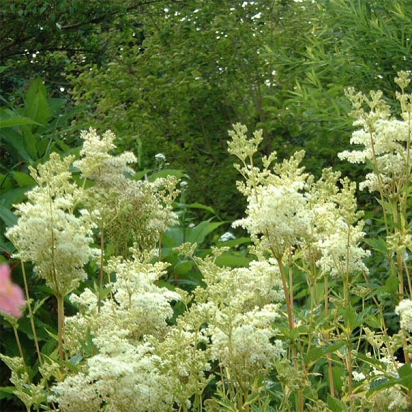 Filipendula ulmaria Variegata - Reine des Près (Floraison)