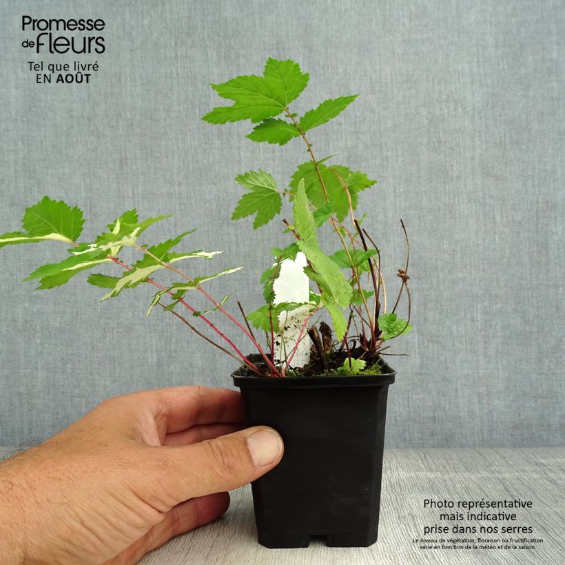 Spécimen de Filipendula ulmaria Variegata - Reine des prés Godet de 8/9 cm tel que livré en été