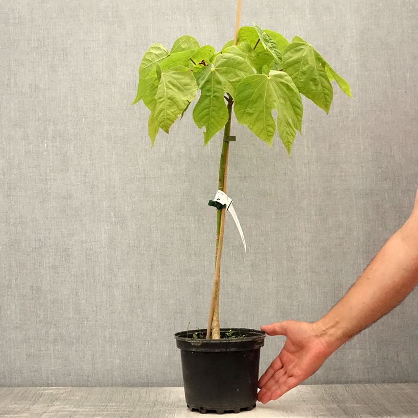 Spécimen de Firmiana simplex - Parasol chinois, Sterculier à feuilles de platane - Pot de 3L/4L tel que livré en été
