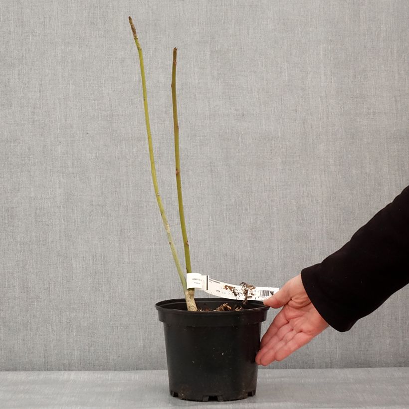 Spécimen de Firmiana simplex - Parasol chinois, Sterculier à feuilles de platane - Pot de 3L/4L tel que livré en hiver