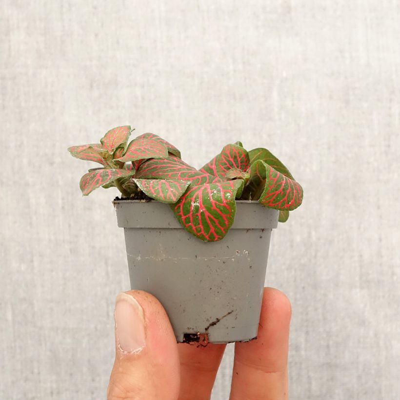 Spécimen de Fittonia Joly Josan Red Mini-plante tel que livré au printemps