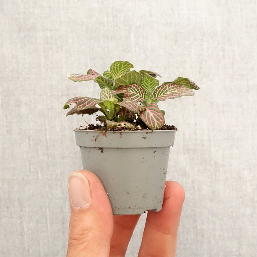 Spécimen de Fittonia Pink Special Mini-plante tel que livré au printemps