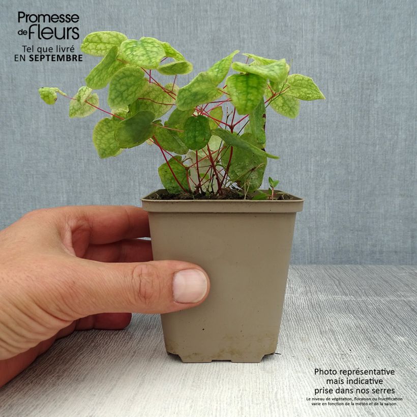Spécimen de Fleur des Elfes - Epimedium grandiflorum Akebono Godet de 8/9 cm tel que livré en été